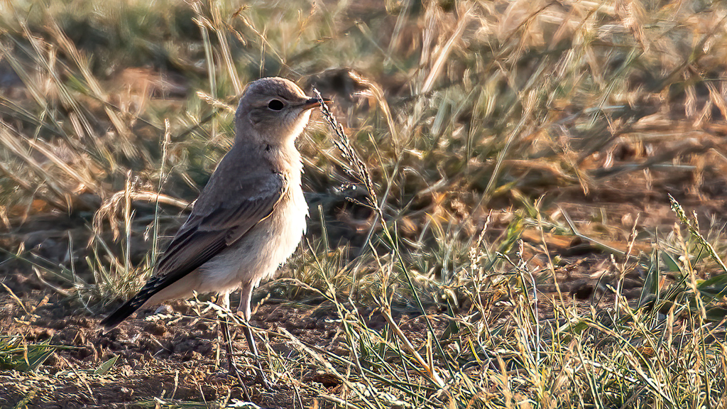 Isabelline Wheatear